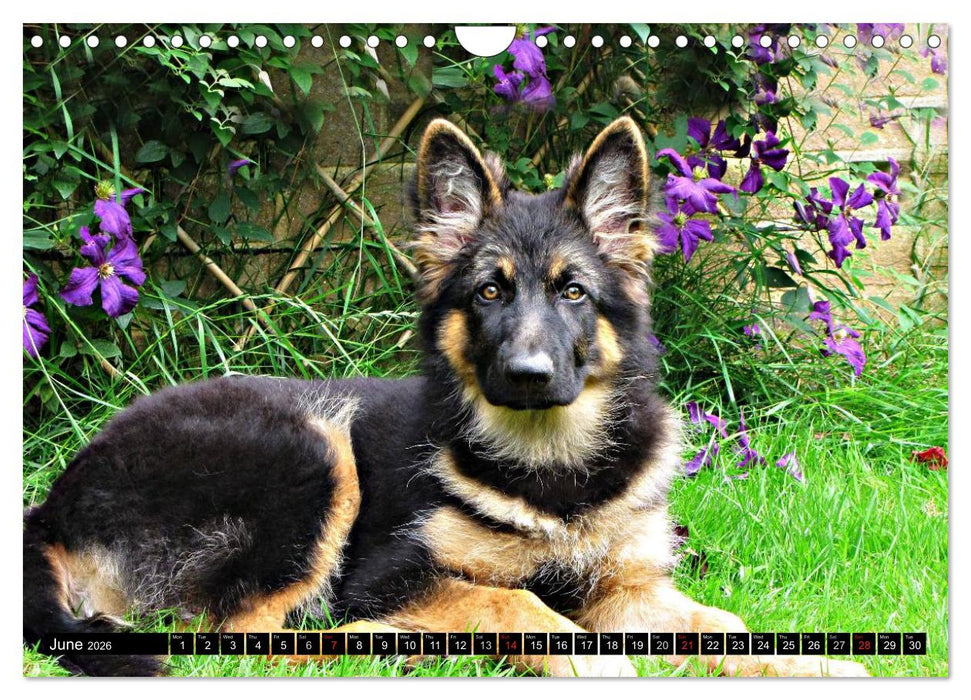 The German Shepherd Longcoat (CALVENDO Monthly Calendar 2026)