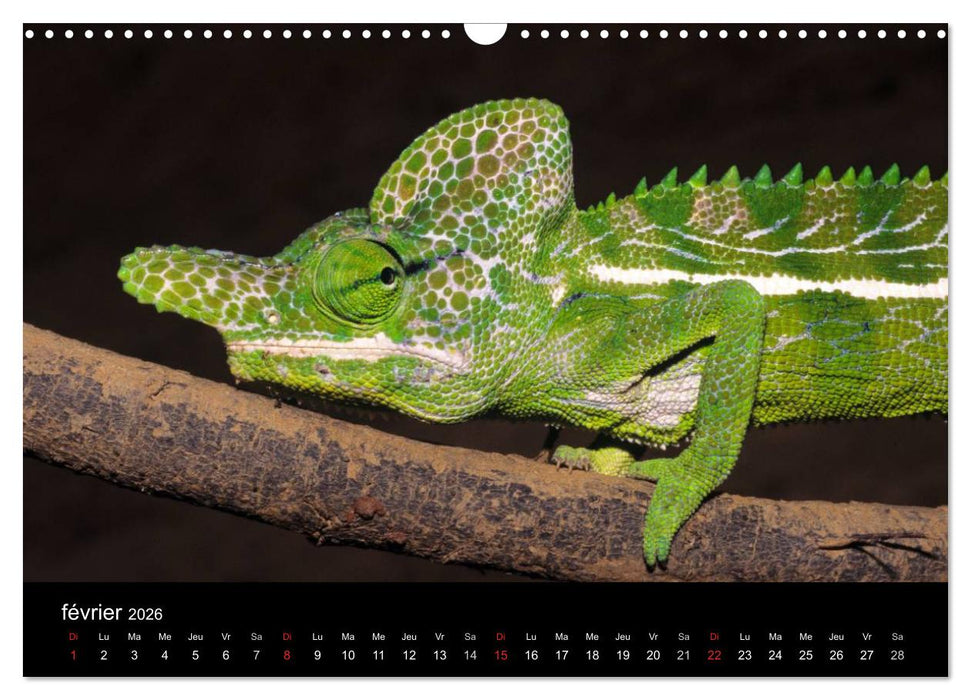 Caméléons - Petits dragons d'Afrique. (CALVENDO Calendrier mensuel 2026)
