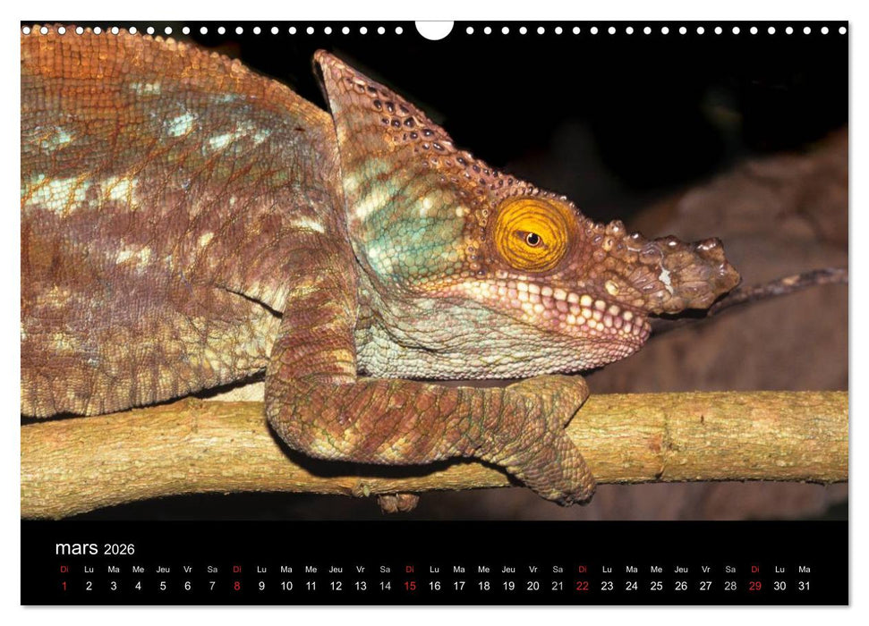 Caméléons - Petits dragons d'Afrique. (CALVENDO Calendrier mensuel 2026)