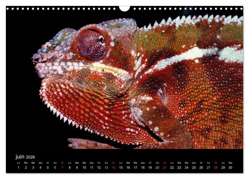 Caméléons - Petits dragons d'Afrique. (CALVENDO Calendrier mensuel 2026)