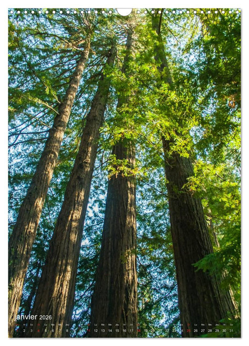 Géants verts de la forêt (CALVENDO Calendrier mensuel 2026)