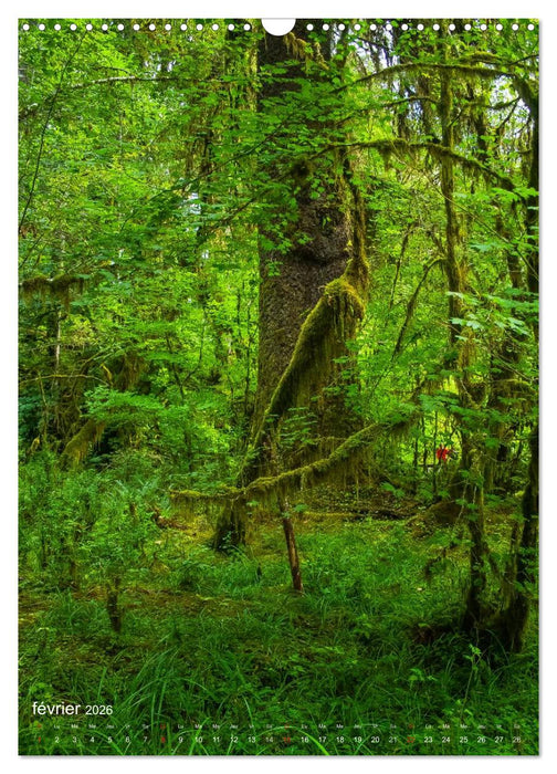 Géants verts de la forêt (CALVENDO Calendrier mensuel 2026)