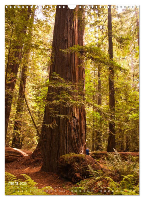 Géants verts de la forêt (CALVENDO Calendrier mensuel 2026)