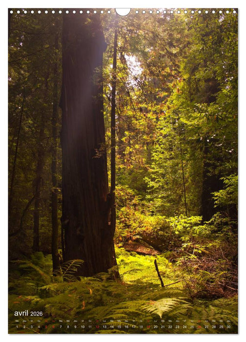 Géants verts de la forêt (CALVENDO Calendrier mensuel 2026)