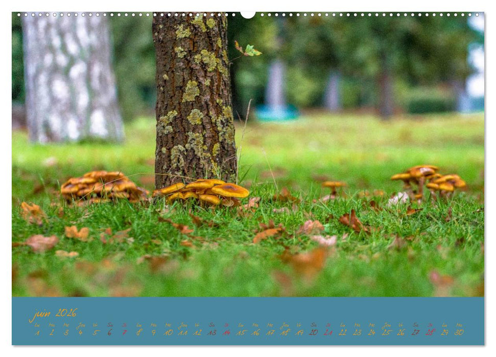 Un automne au Bois (CALVENDO Calendrier supérieur 2026)