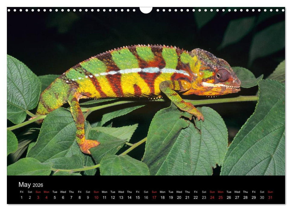 Chameleons Monsters of the African Bush (CALVENDO Monthly Calendar 2026)