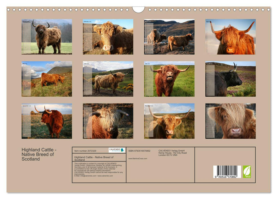 Highland Cattle - Native Breed of Scotland (CALVENDO Monthly Calendar 2026)