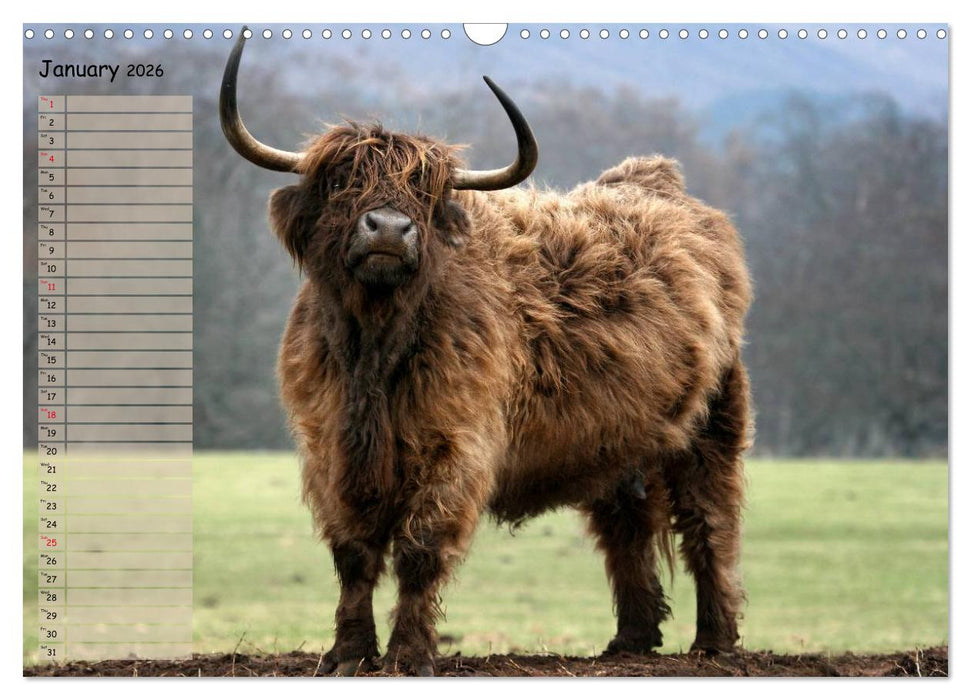 Highland Cattle - Native Breed of Scotland (CALVENDO Monthly Calendar 2026)