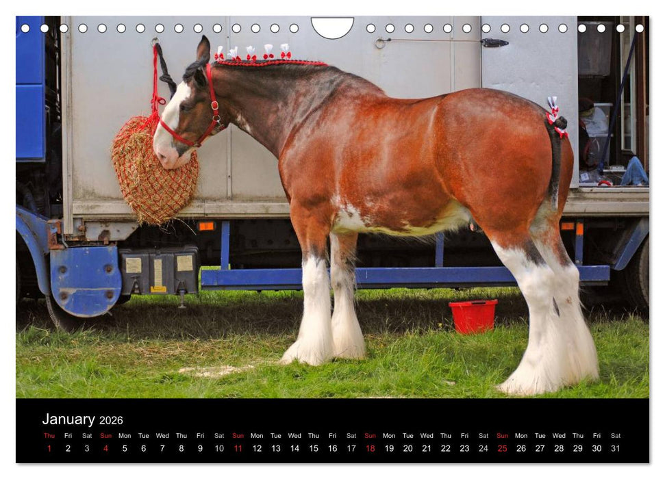 BIG BOLD AND BEAUTIFUL (CALVENDO Monthly Calendar 2026)