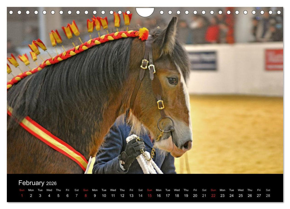 BIG BOLD AND BEAUTIFUL (CALVENDO Monthly Calendar 2026)