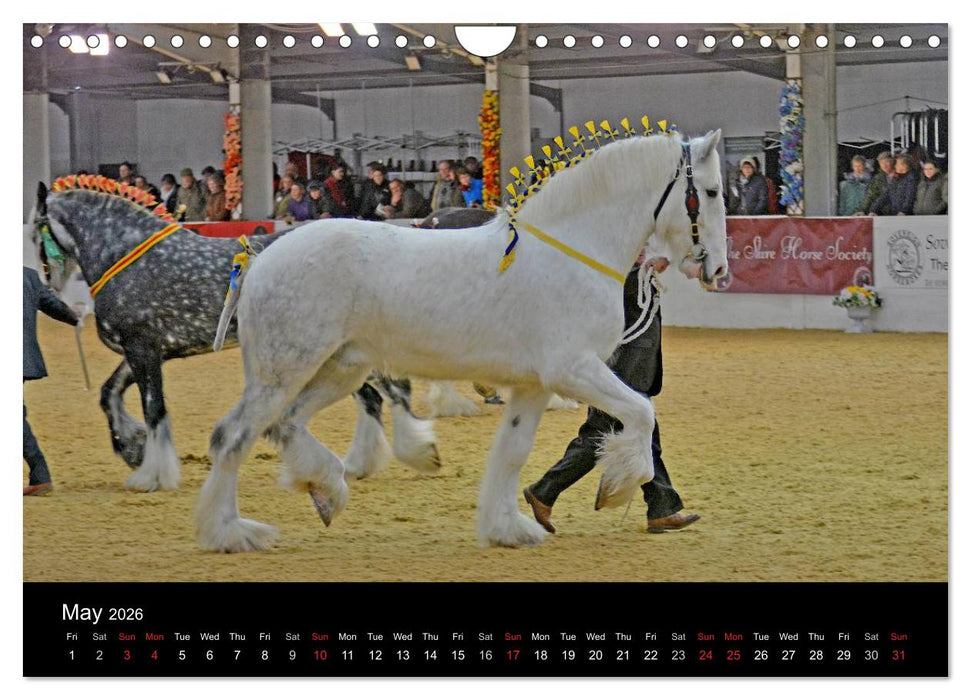 BIG BOLD AND BEAUTIFUL (CALVENDO Monthly Calendar 2026)