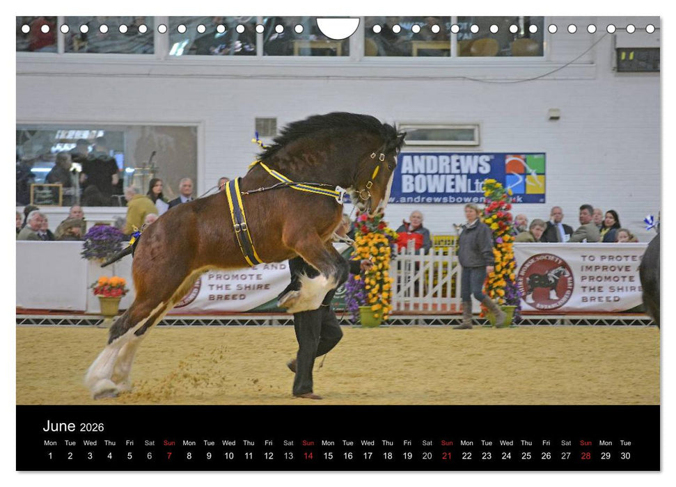 BIG BOLD AND BEAUTIFUL (CALVENDO Monthly Calendar 2026)