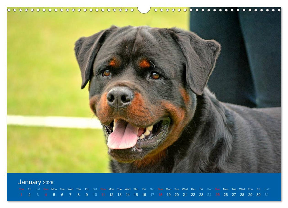 Rottweiler Portait Shots 2026 (CALVENDO Monthly Calendar 2026)