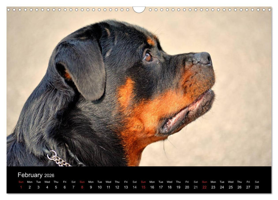 Rottweiler Portait Shots 2026 (CALVENDO Monthly Calendar 2026)