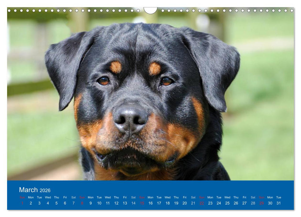Rottweiler Portait Shots 2026 (CALVENDO Monthly Calendar 2026)