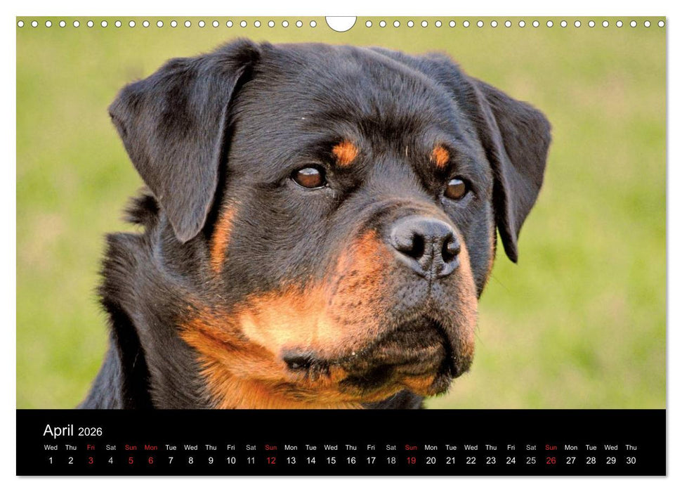 Rottweiler Portait Shots 2026 (CALVENDO Monthly Calendar 2026)