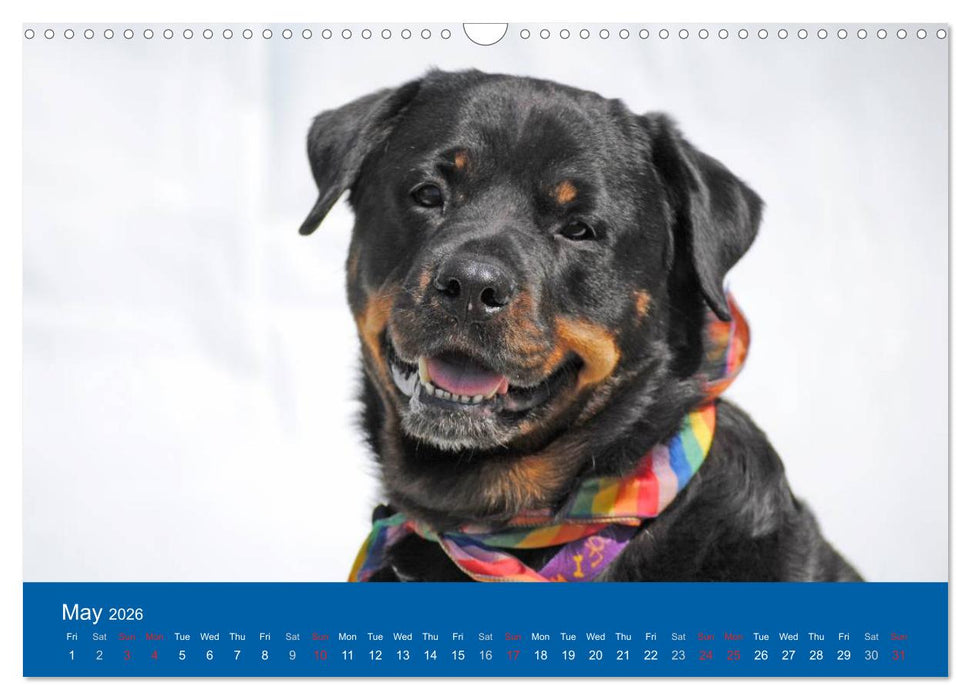 Rottweiler Portait Shots 2026 (CALVENDO Monthly Calendar 2026)