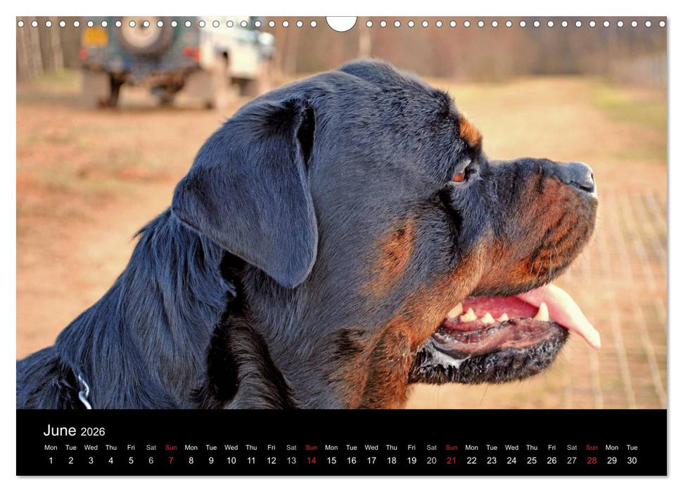 Rottweiler Portait Shots 2026 (CALVENDO Monthly Calendar 2026)