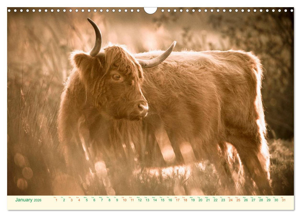 The Hairy Cow Calendar (CALVENDO Monthly Calendar 2026)