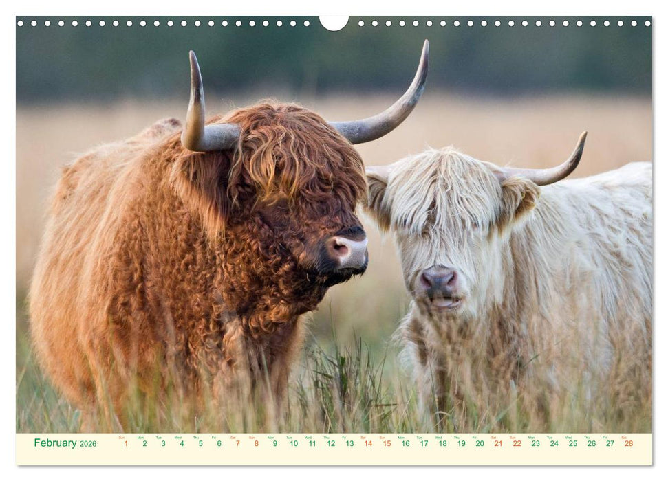 The Hairy Cow Calendar (CALVENDO Monthly Calendar 2026)