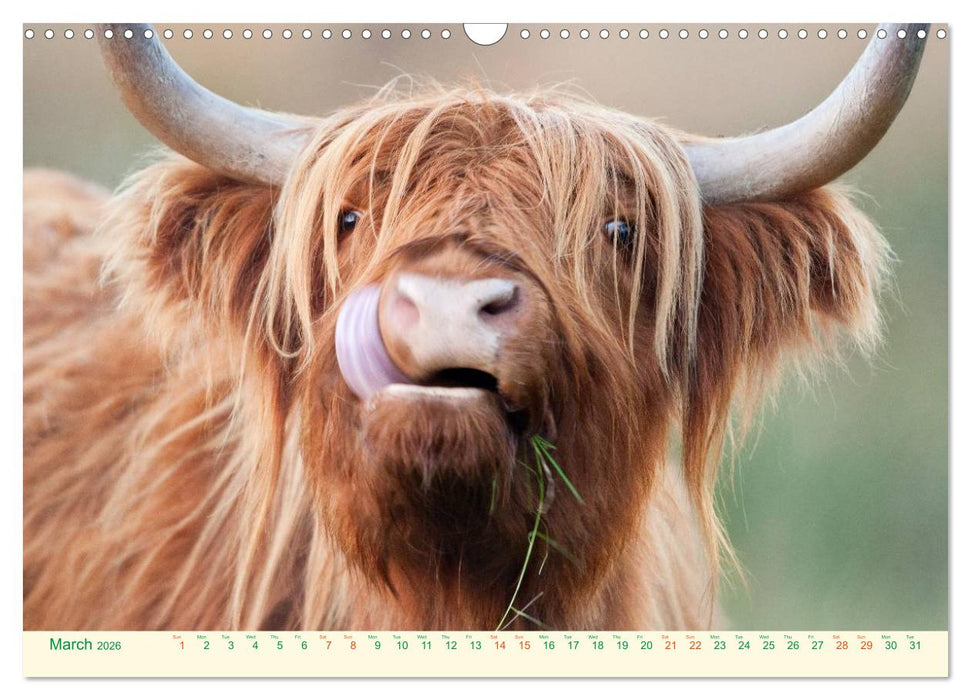 The Hairy Cow Calendar (CALVENDO Monthly Calendar 2026)