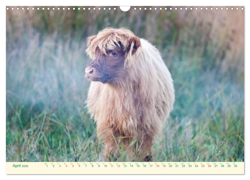 The Hairy Cow Calendar (CALVENDO Monthly Calendar 2026)
