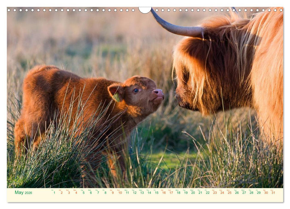The Hairy Cow Calendar (CALVENDO Monthly Calendar 2026)