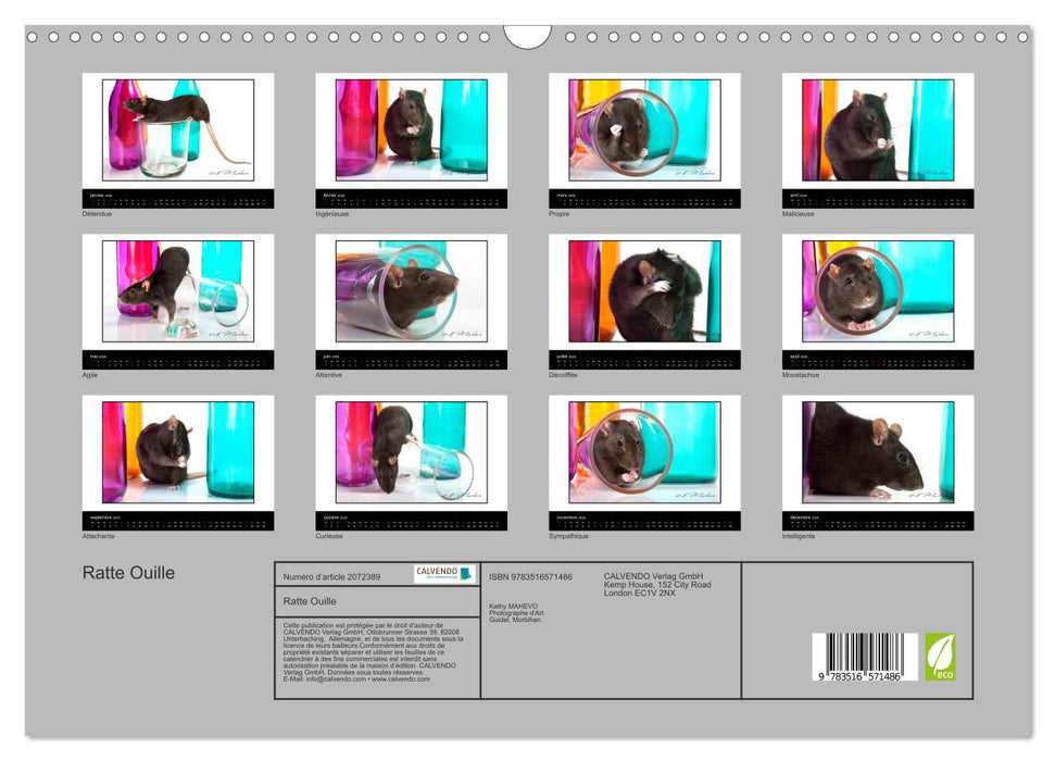Ratte Ouille (CALVENDO Calendrier mensuel 2026)
