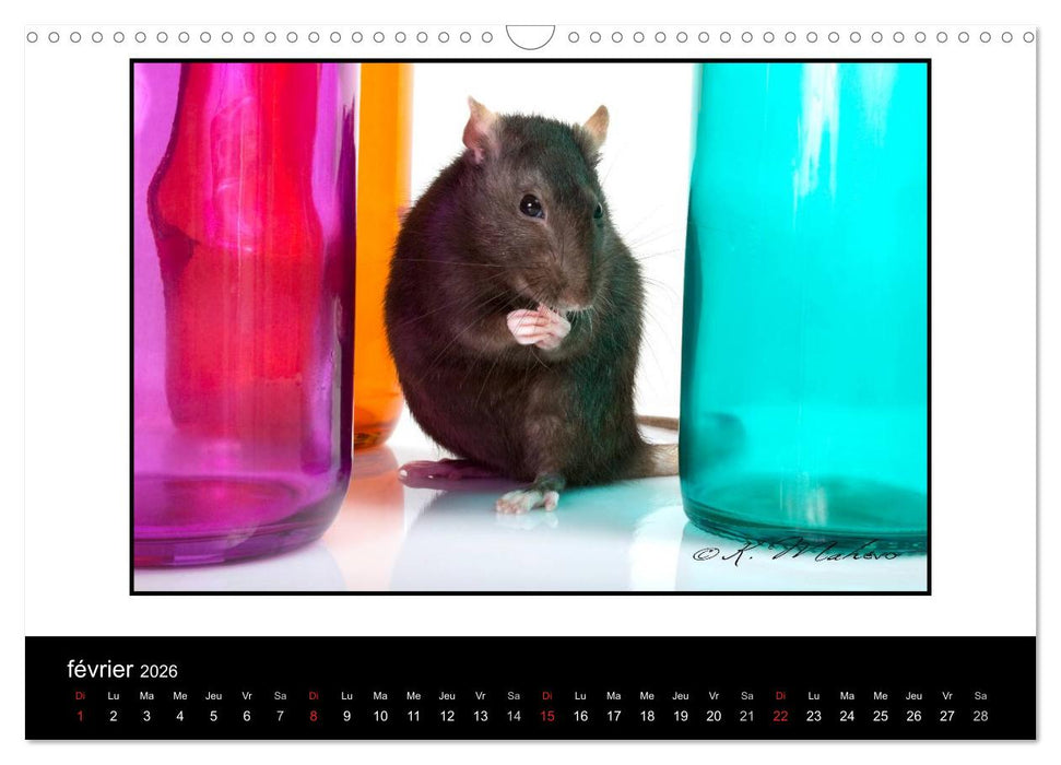 Ratte Ouille (CALVENDO Calendrier mensuel 2026)