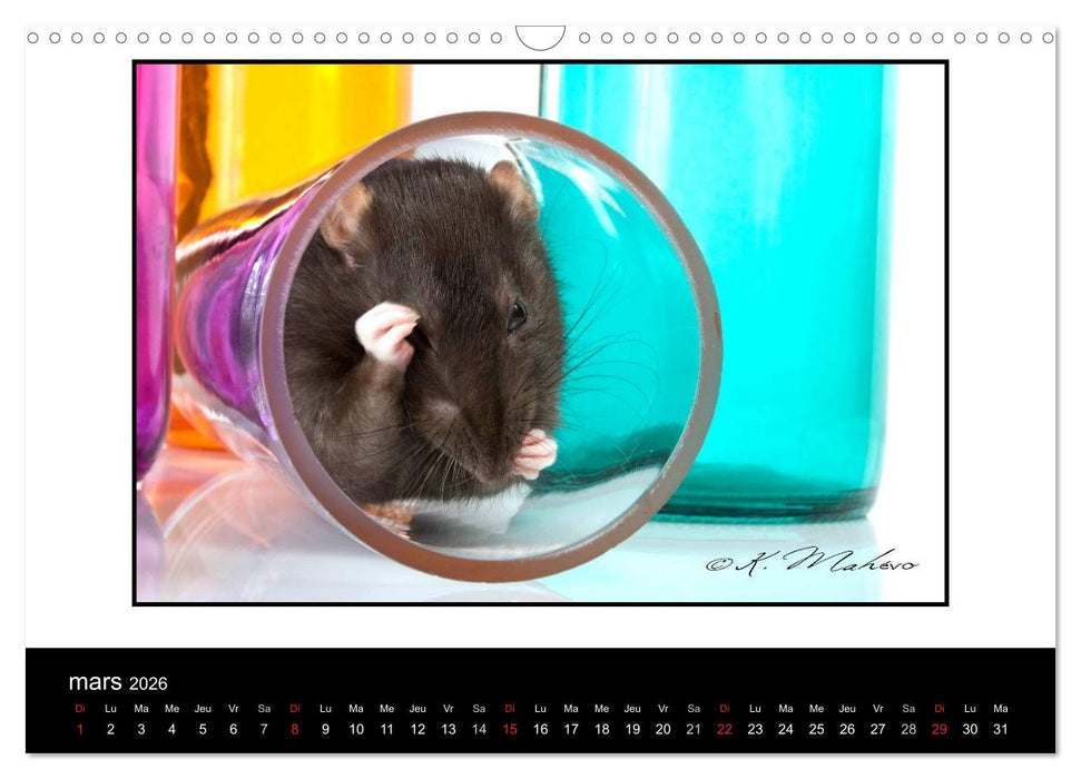 Ratte Ouille (CALVENDO Calendrier mensuel 2026)