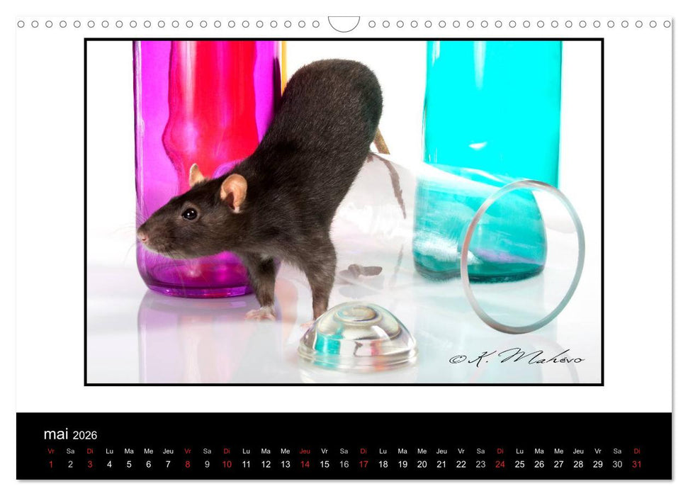 Ratte Ouille (CALVENDO Calendrier mensuel 2026)