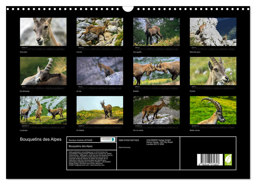 Bouquetins des Alpes (CALVENDO Calendrier mensuel 2026)