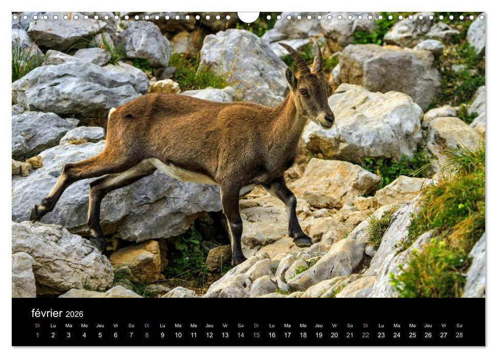 Bouquetins des Alpes (CALVENDO Calendrier mensuel 2026)