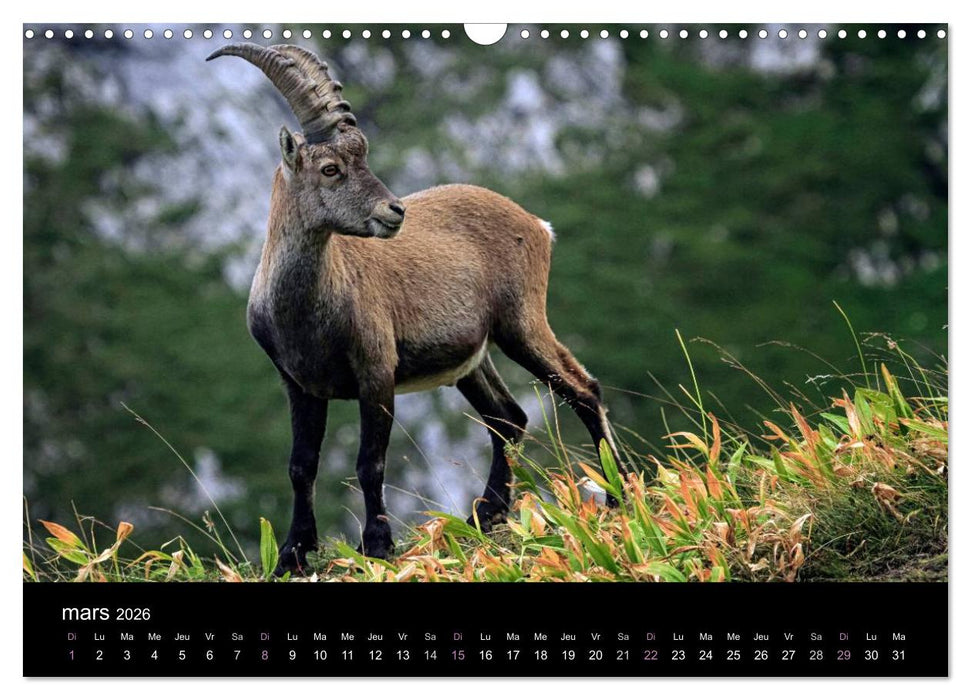 Bouquetins des Alpes (CALVENDO Calendrier mensuel 2026)