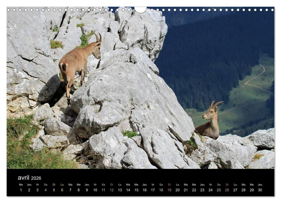 Bouquetins des Alpes (CALVENDO Calendrier mensuel 2026)