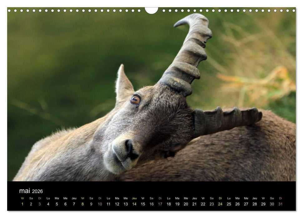 Bouquetins des Alpes (CALVENDO Calendrier mensuel 2026)