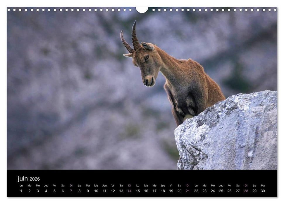 Bouquetins des Alpes (CALVENDO Calendrier mensuel 2026)