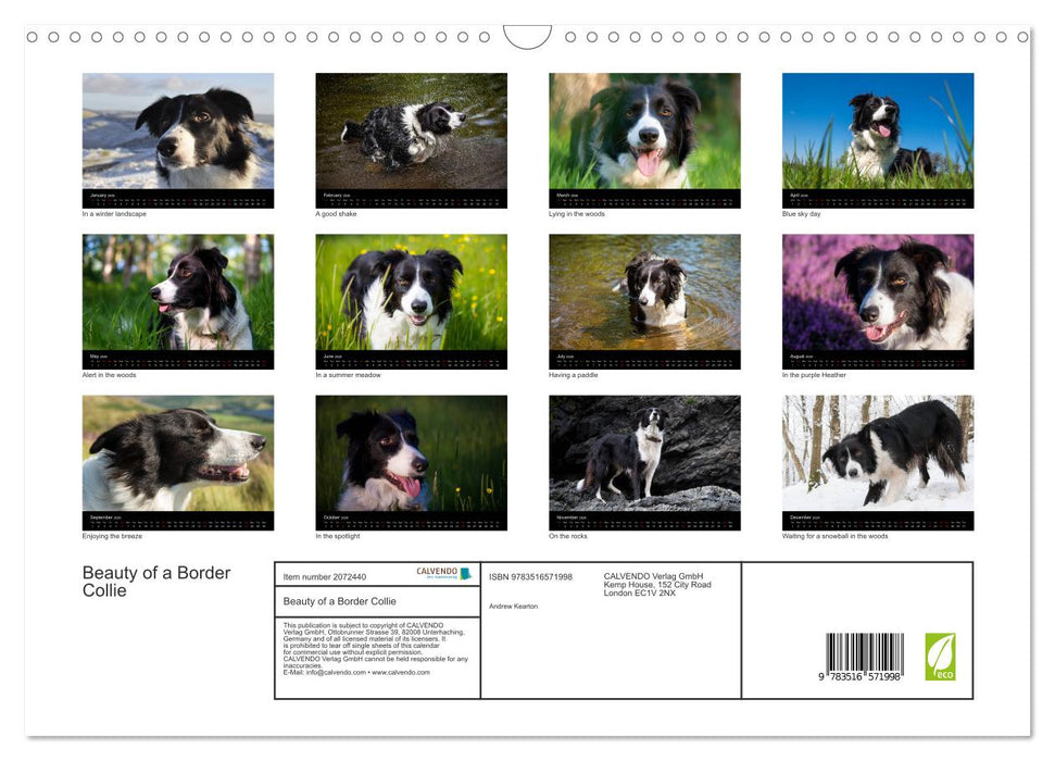 Beauty of a Border Collie (CALVENDO Monthly Calendar 2026)