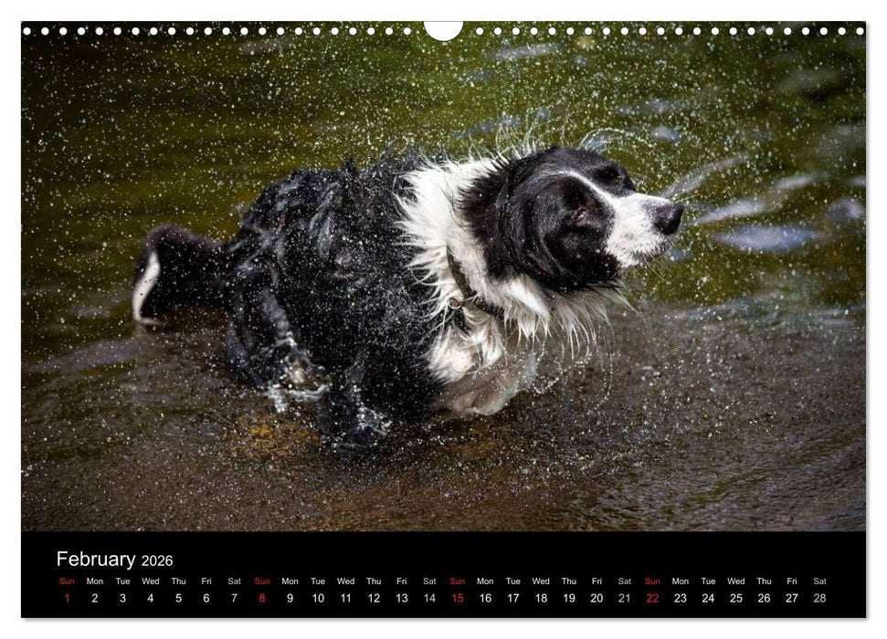 Beauty of a Border Collie (CALVENDO Monthly Calendar 2026)