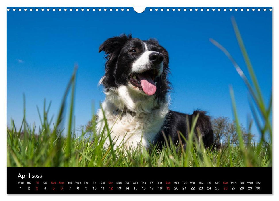 Beauty of a Border Collie (CALVENDO Monthly Calendar 2026)