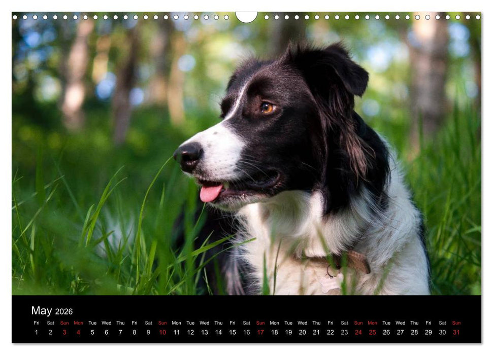 Beauty of a Border Collie (CALVENDO Monthly Calendar 2026)