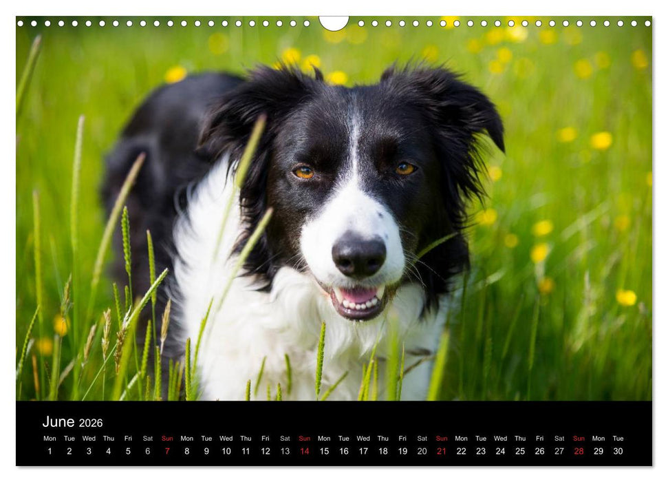 Beauty of a Border Collie (CALVENDO Monthly Calendar 2026)
