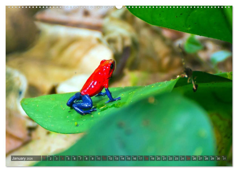 Amazing Costa Rica (CALVENDO Premium-Calendar 2026)