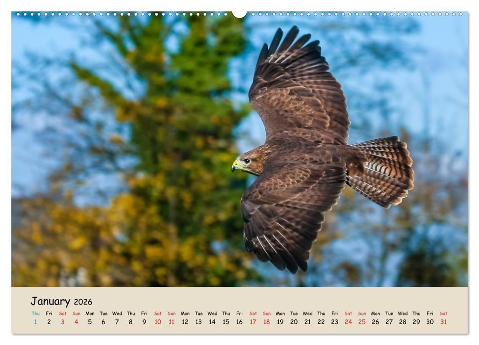 British Birds of Prey (CALVENDO Premium-Calendar 2026)