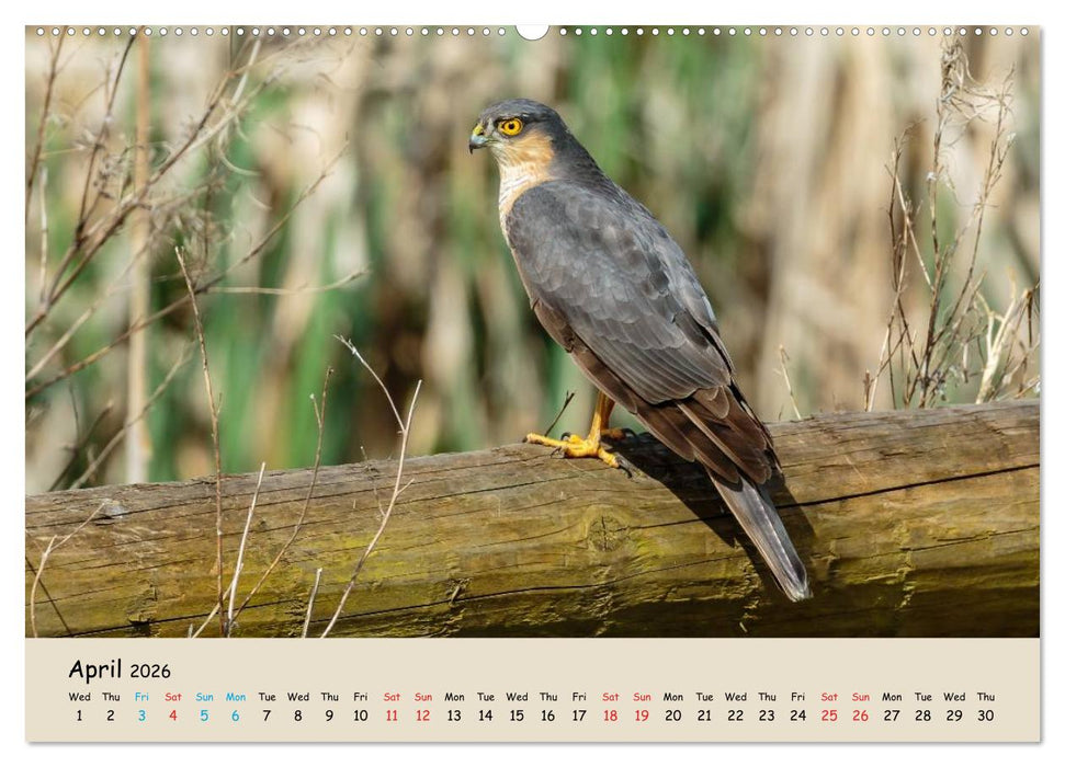 British Birds of Prey (CALVENDO Premium-Calendar 2026)