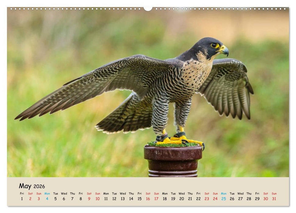 British Birds of Prey (CALVENDO Premium-Calendar 2026)