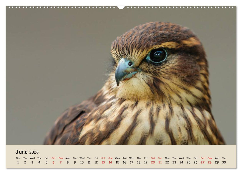 British Birds of Prey (CALVENDO Premium-Calendar 2026)