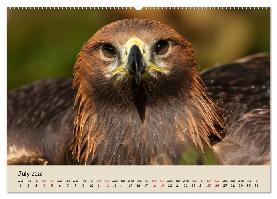 British Birds of Prey (CALVENDO Premium-Calendar 2026)