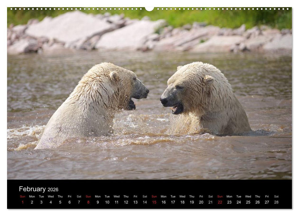 POLAR BEARS - ARCTIC LEGENDS (CALVENDO Premium-Calendar 2026)