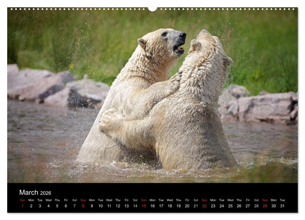 POLAR BEARS - ARCTIC LEGENDS (CALVENDO Premium-Calendar 2026)